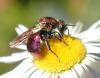 Hedychrum rutilans